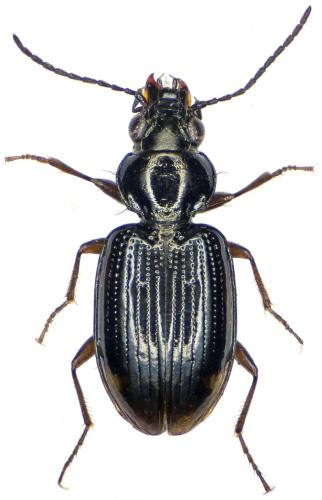 Réf. 293 837 : Bembidion sp.